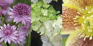 Check spelling or type a new query. 31 Best Shrubs For Shade Shade Loving Garden Plants