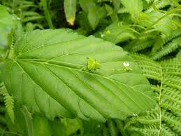 Image result for Caperonia