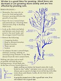 Tree Pruning Techniques Ruff Frequently Asked Questions Pruning Grape Plant Grape Vine Plant Grape Growing Trellis