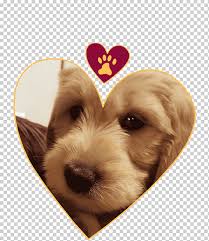 Looking for a mini goldendoodle puppy? Goldendoodle Puppy Labradoodle Poodle Cavapoo Dog Comes To Pay New Year S Call Animals Carnivoran Heart Png Klipartz