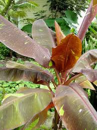 Image result for Musa sp. (Ornamental bananas)