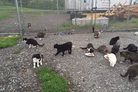 Privately funded & run feral cat rescue. Campaign To Replace Burned Cat Shelters Reaches 22k