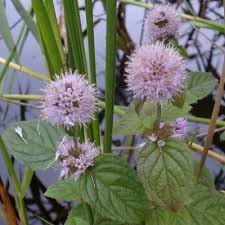 Image result for Mentha aquatica