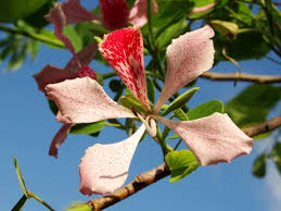 Image result for Bauhinia monandra