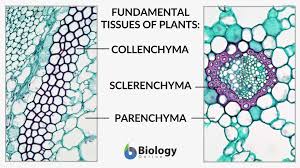 Check spelling or type a new query. Parenchyma Definition And Examples Biology Online Dictionary