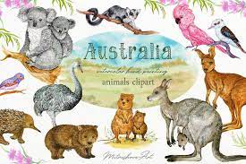 Animals Australia Watercolor Clipart Kangaroo Koala Wombat Etsy Animal Clipart Australia Animals Animals