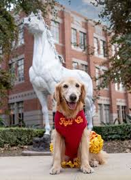 Fight On Dog Shirt In 2020 Dog Shirt Dogs Dog Accessories