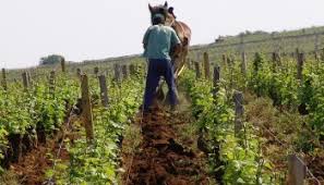 Image result for Burgundy Red 2004 Quattro