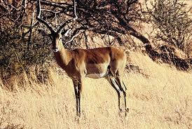Replicating data to impala clusters. Datei Impala Mannlich Jpg Wikipedia