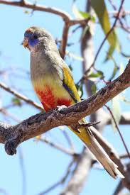 Pin By Em On Parrots Of The World Australian Parrots Parrot Blue Bonnets