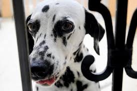 Image result for dalmatin