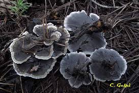 Image result for Phellodon niger