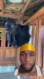 How Much Does A Damascus Goat Cost