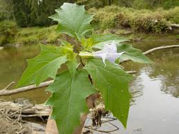 Image result for Datura stramonium