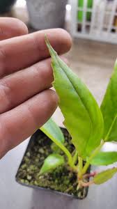 Image result for Begonia longipetiolata