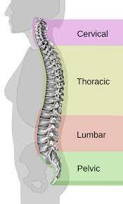 A series of muscles and ligaments in your back hold the bones of your spinal column in place. Back Pain Wikipedia