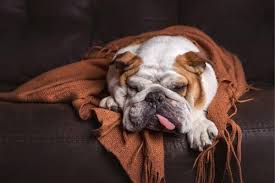 French bulldogs are loved by breeders for their looks. Do English Bulldogs Shed