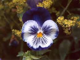 Pansy Flower Google Images Pansies Flowers Flowers Pansies