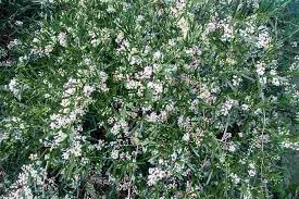 Image result for Asparagus falcatus