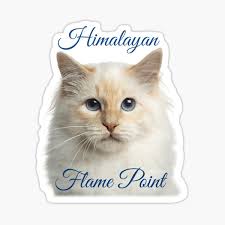 Find this pin and more on animals by. Himalayan Cat Flame Point Sticker By Pam069 Redbubble