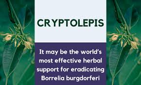 Image result for Cryptolepis apiculata