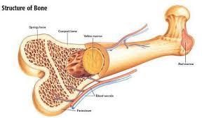 As seen in the image compact bone is formed from a number of osteons, which are circular units of bone material and blood vessels. Skeletal System Human Body Systems