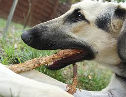 We did not find results for: The Dangers Of Esophageal Foreign Bodies In Dogs