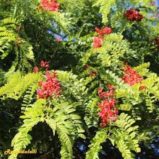 Image result for Cassia roxburghii