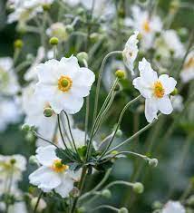 Anemone X Hybrida Honorine Jobert In 2020 Japanese Anemone Anemone Plants