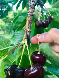 Rainier cherries are golden with a pink blush on their skin, and their flesh is yellow to transparent. How To Harvest Store Cherries Plus Our 3 Favorite Cherry Recipes Sage Creations Organic Farm