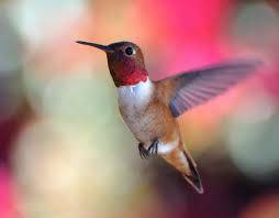 Pin By Riaan Van Rensburg On Photography Photography Rules Hummingbird Pictures Kodak Moment