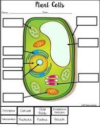 Check spelling or type a new query. Plant And Animal Cells Support Inclusion In Science For Special Education Plant And Animal Cells Biology For Kids Plant Cell