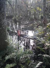 Photos help others preview the trail. Brooker Creek Preserve Wikiwand