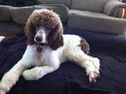 Another factor for the higher cost is also if you're after a rare color combination. Sophia Our Chocolate And White Parti Standard Poodle Poodle Puppy Standard Poodle Poodle Puppy Standard