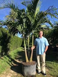 Maybe you would like to learn more about one of these? Florida Palm Trees Wholesale Palm Trees Tropical Plants Resort Palms