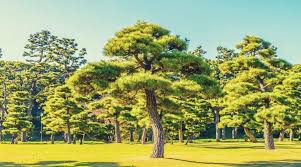 Quality trees, free shipping, low prices, volume discounts, our industry leading guarantee, and choose your own shipping date. 13 Stunning Giant Bonsai Trees With Pictures