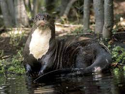 The Clannish And Slightly Reptillian Giant Otter Six Feet Of Chattering Muscle Amazon Rainforest Animals Rainforest Animals Top 10 Endangered Animals