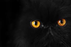 13 Superstitions And Their Origins Black Cat Good Luck Superstition Black Cat