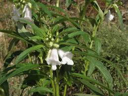 Image result for Sesamum angolense