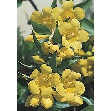 Image result for Gelsemium