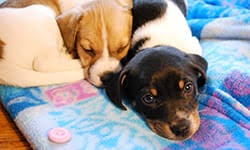 Dogwoods lodge is des moines ia's #1 dog boarding destination. Animal Rescue League Of Iowa Inc