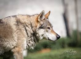 Er ähnelt durch seine statur, den gang und das fell sehr dem wolf. Tschechoslowakischer Wolfshund Foto Bild Natur Tiere Haustiere Bilder Auf Fotocommunity