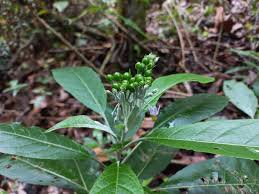 Image result for Solanum giganteum