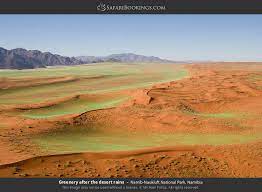 Namaqualand isn't the only place for desert flowers. Namib Naukluft Photos Images Pictures