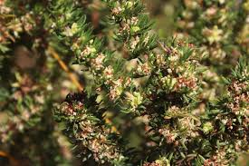 Image result for Anthospermum whyteanum