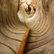leaf perspective by kobi rafaeli for sacred earth pictures fine art photo nature photography creative photography