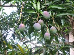 Image result for Mangifera indica