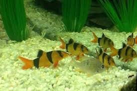 Cara menghias aquarium untuk mempercantik rumah. 13 Jenis Ikan Akuarium Terbaik Yang Hidup Bergerombol Schooling Fish Gerava Ikan Hias Burung Kicau Kucing Anjing