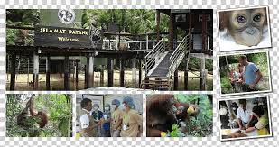Things to do near bukit merah orang utan island foundation. Bukit Merah Orang Utan Island Foundation Orangutan Bukit Merah Laketown Resort Penang Orangutan Animals Grass Fauna Png Klipartz