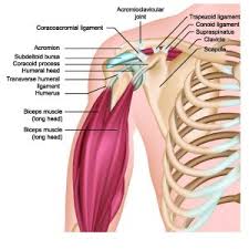 Fortunately, there ways to manage it. Update Your Understanding Of Shoulder Arthroscopy Codes Aapc Knowledge Center